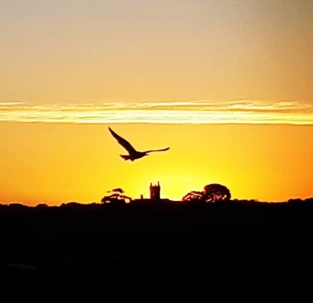 Silhouette of raptor over Victor Harbor SA