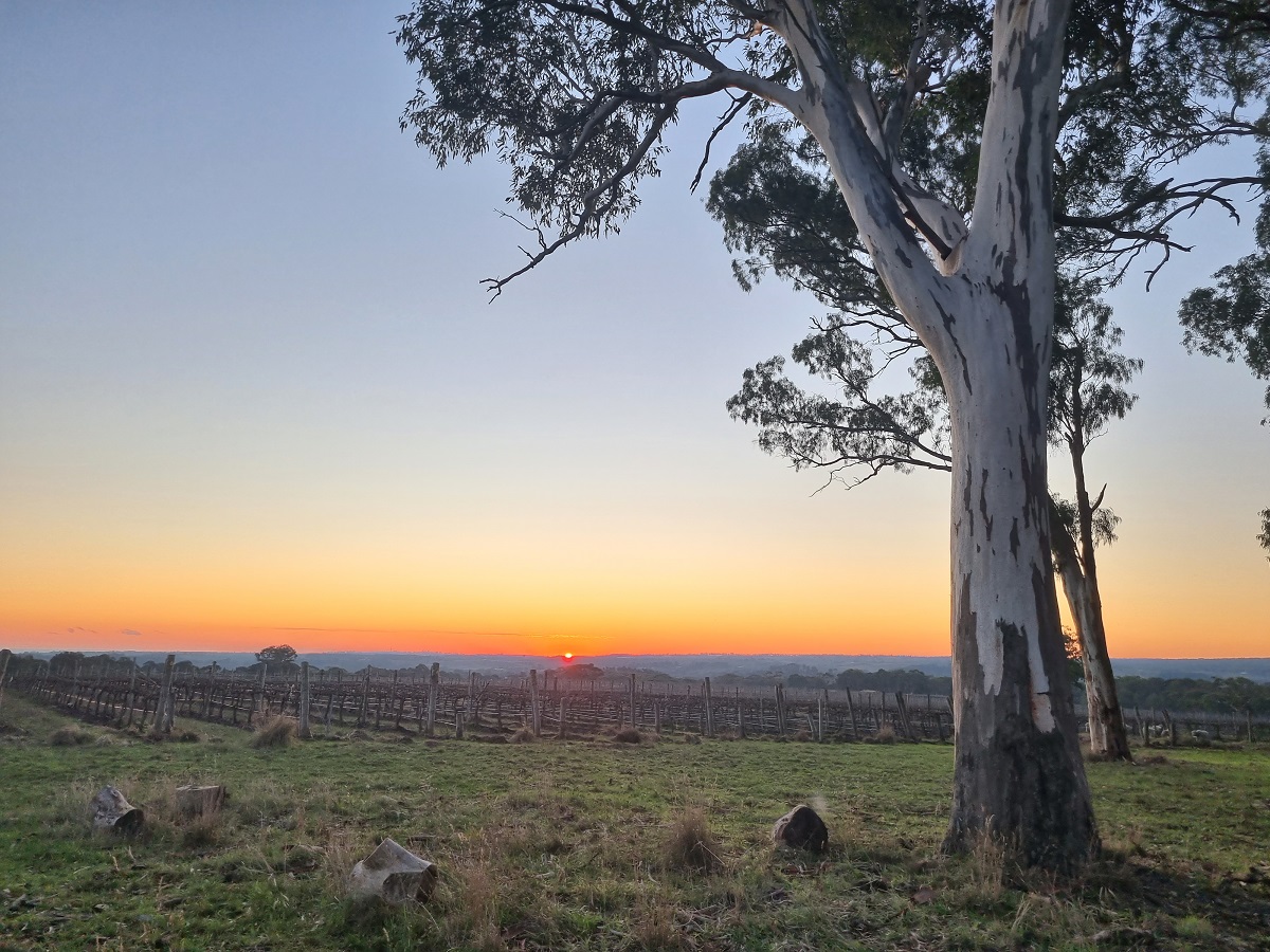 Sunset over vineyard with large eucalypt tree